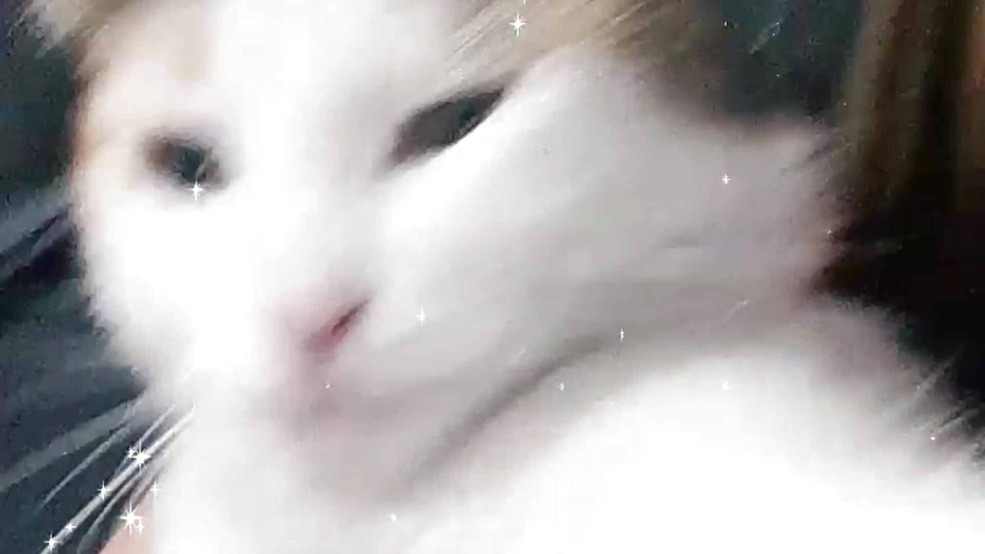 My cat - video by Layla_Alabi cam model