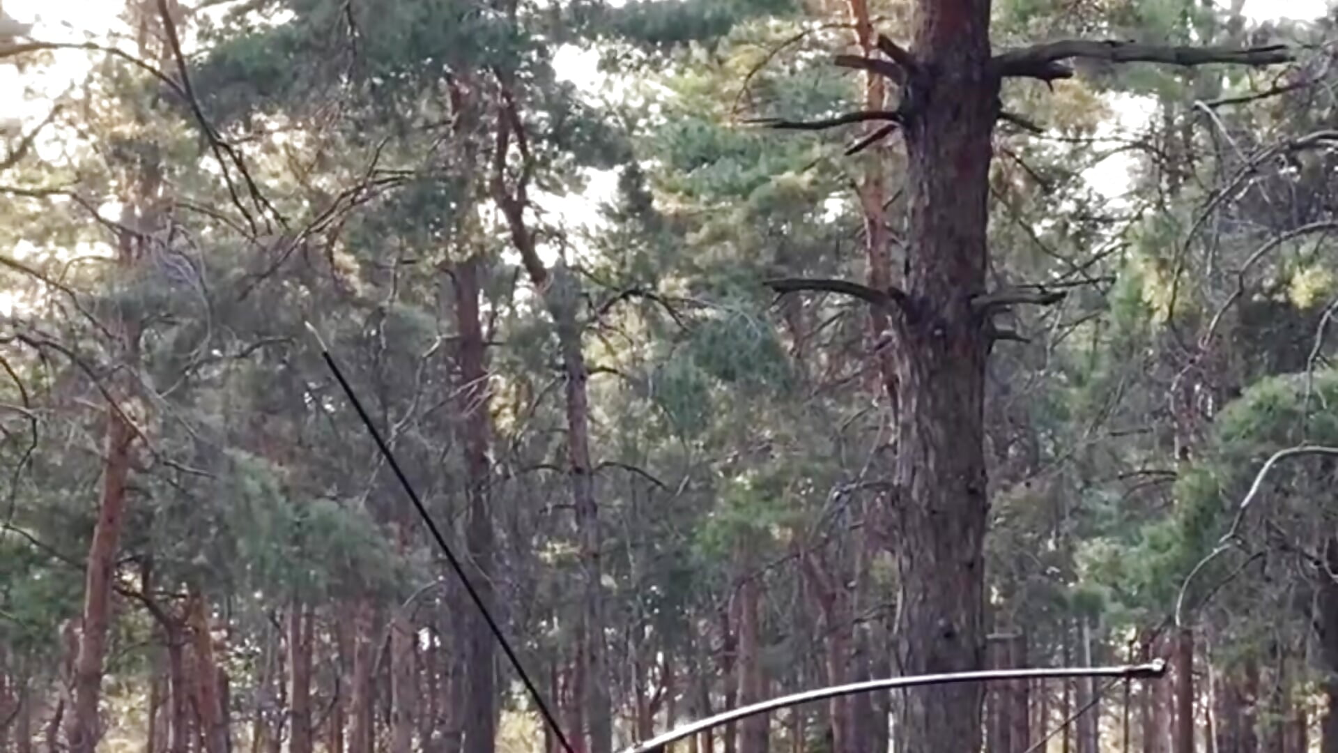 Backstage forest - video av CloudGrace cam-modell