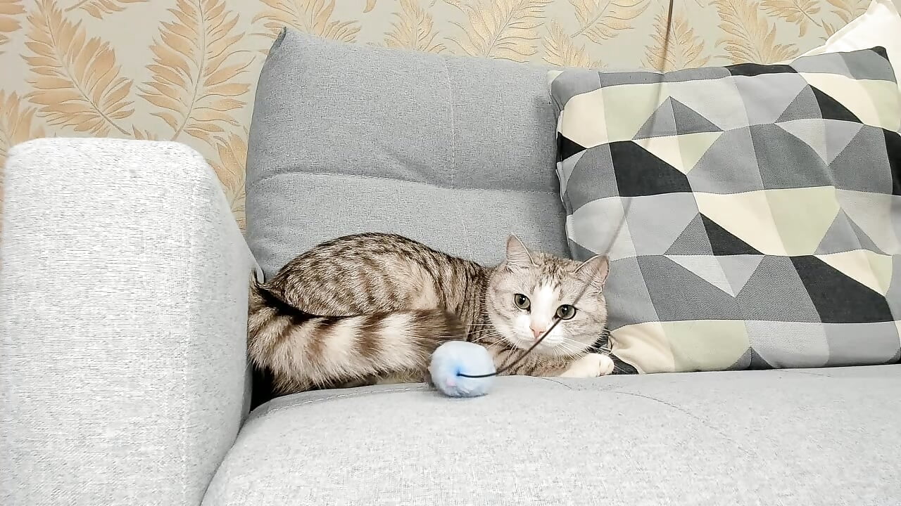 My cat Kus - video by MagicAliieGirl cam model