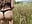 Let’s walk through the meadow together - video by KittyWhispers cam model