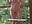 Swinging naked outside - video by Alyssa_rhoades cam model