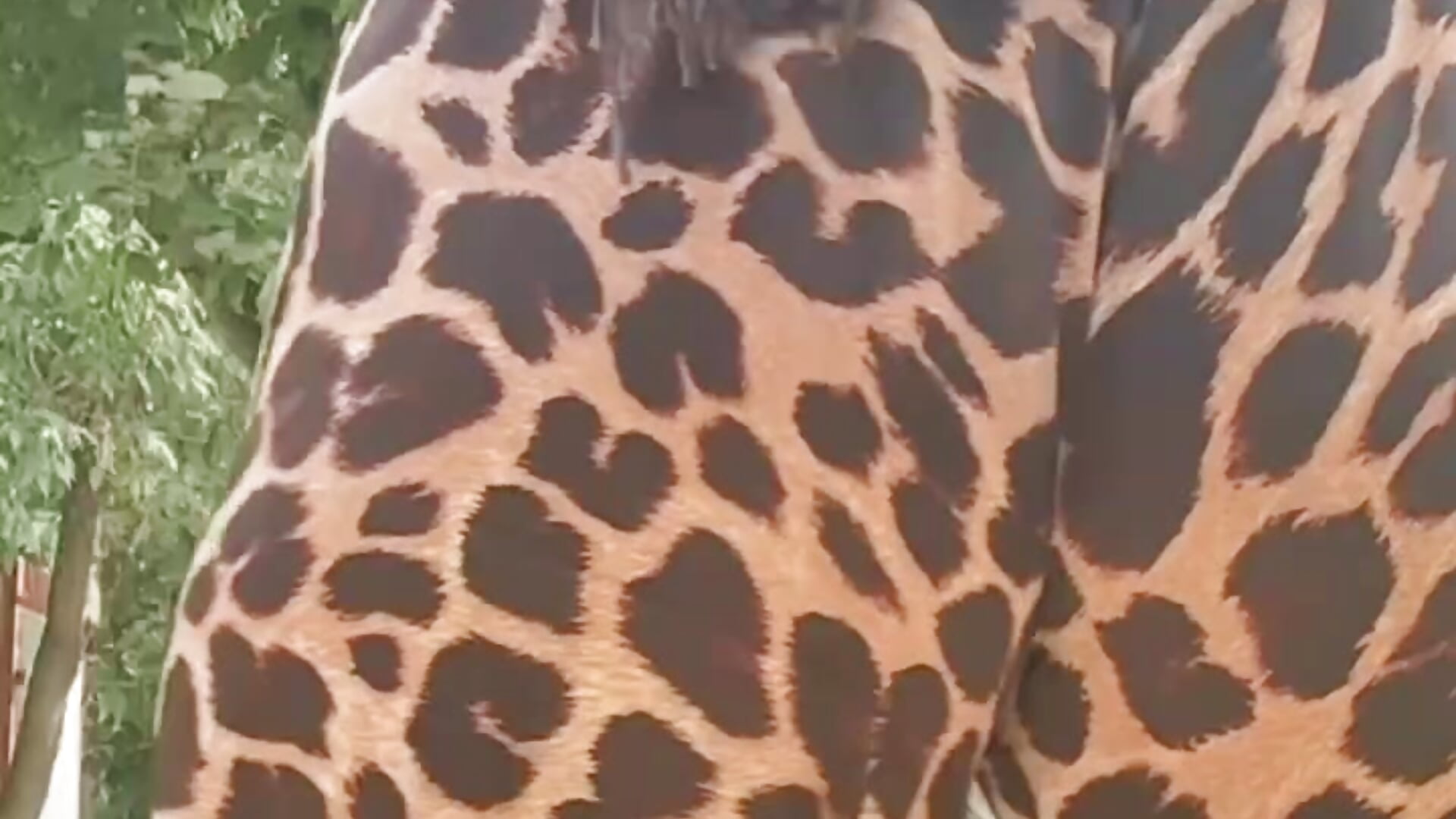 In a leopard-print suit