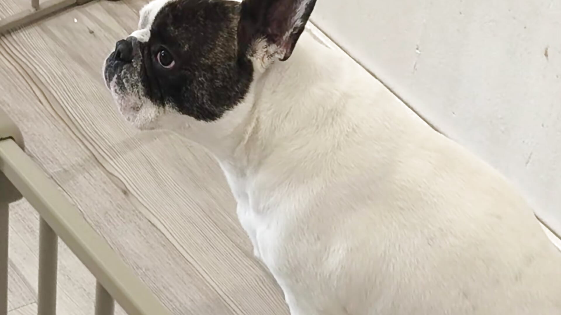 ❤️🐕 - video by Ella_Rose cam model