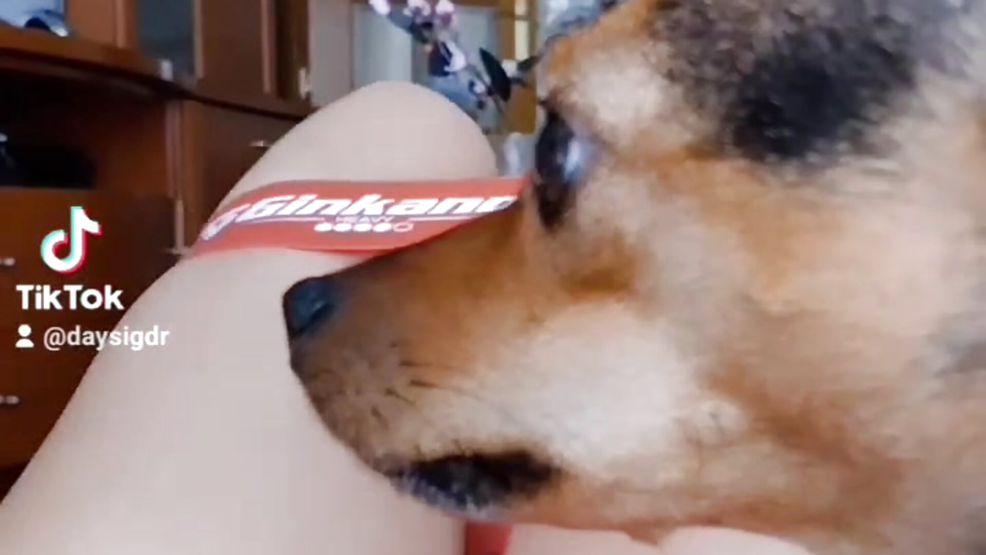 Daisy - video by Ella_Rose cam model