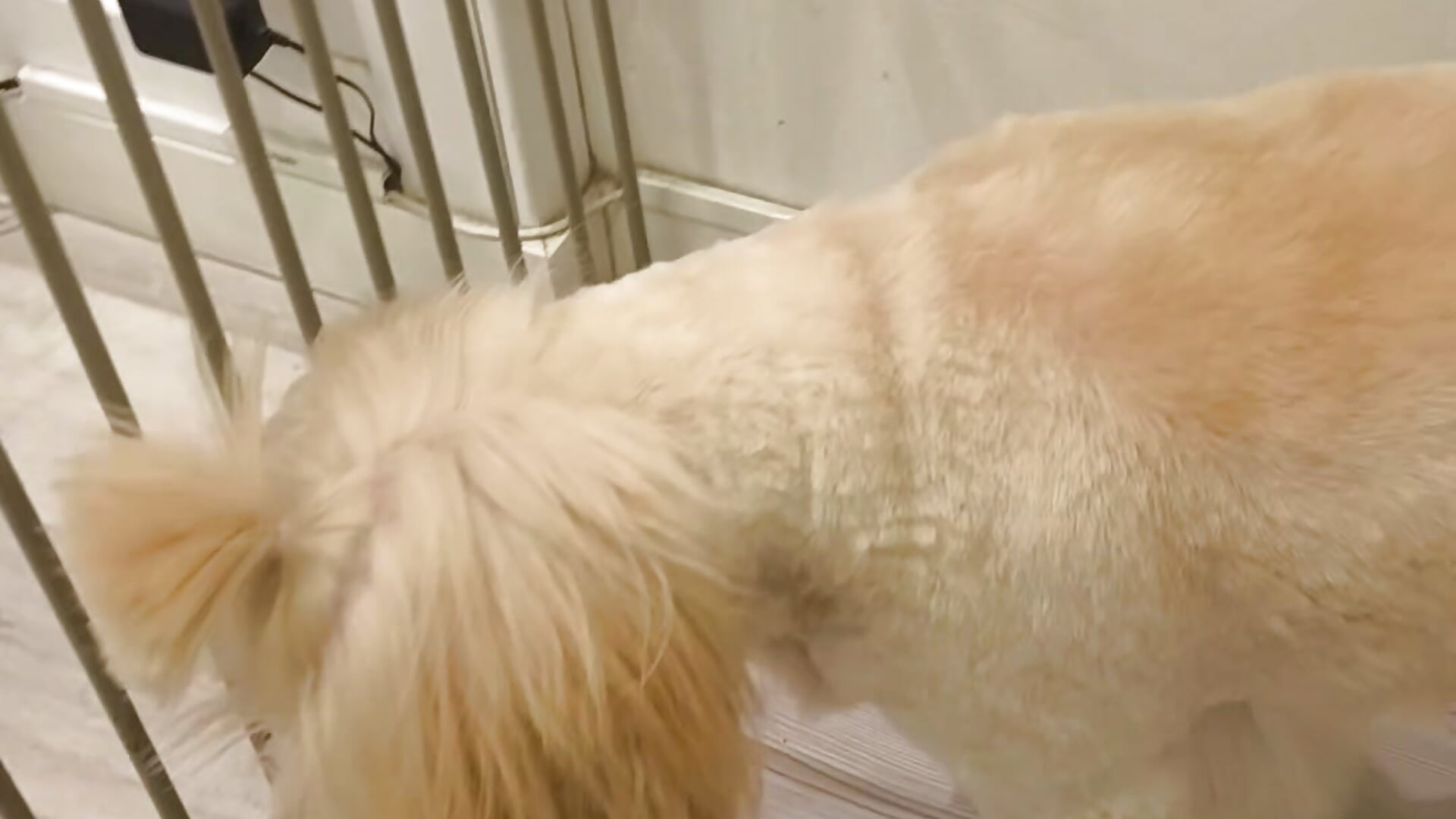 En mi trabajo - video by Ella_Rose cam model