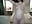 sexy cow suck dildo - vidéo du modèle de showcams LittleShyy