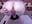 hot shake ass - vidéo du modèle de showcams LittleShyy