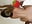 Backshot Bonanza - video by boomboomr00m cam model