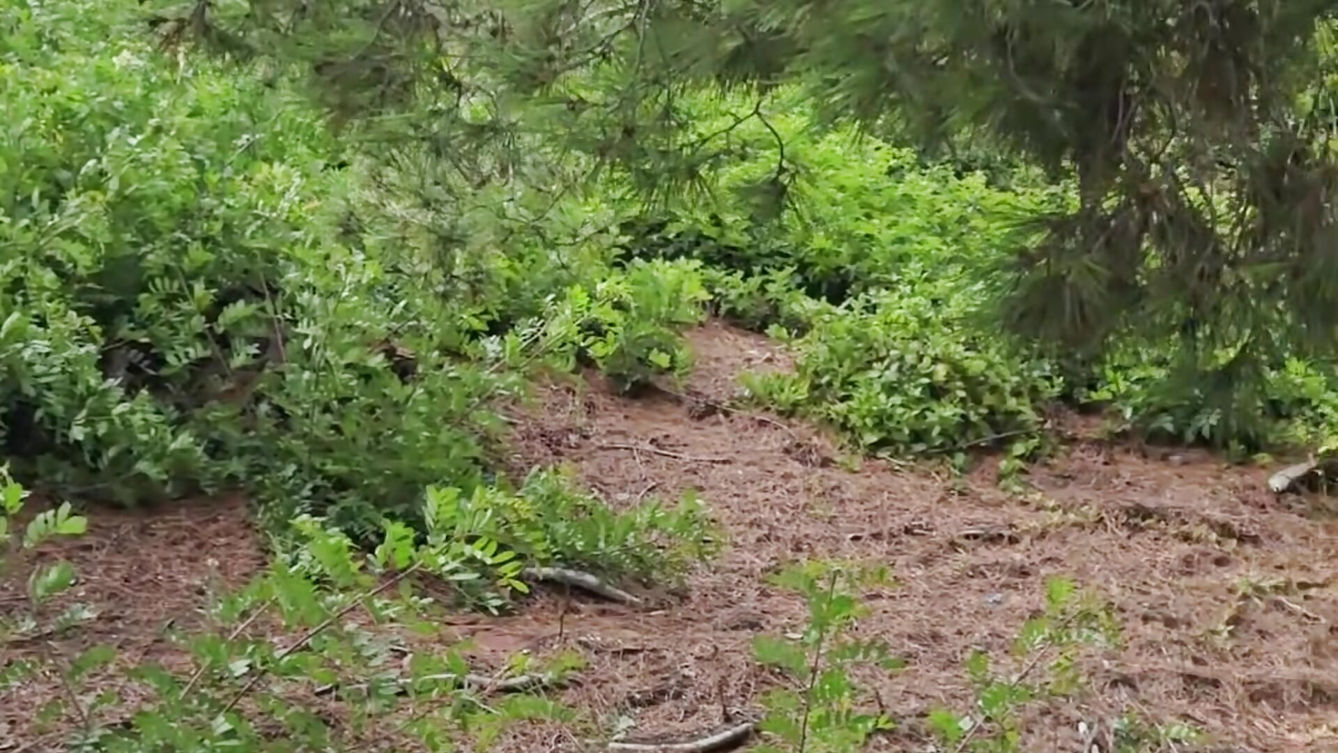 Do you want to go to the woods with me? - video by Princess_Afina cam model