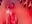 Double prolapse - video by DesereaRose cam model