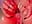 Rose Bud - video by DesereaRose cam model