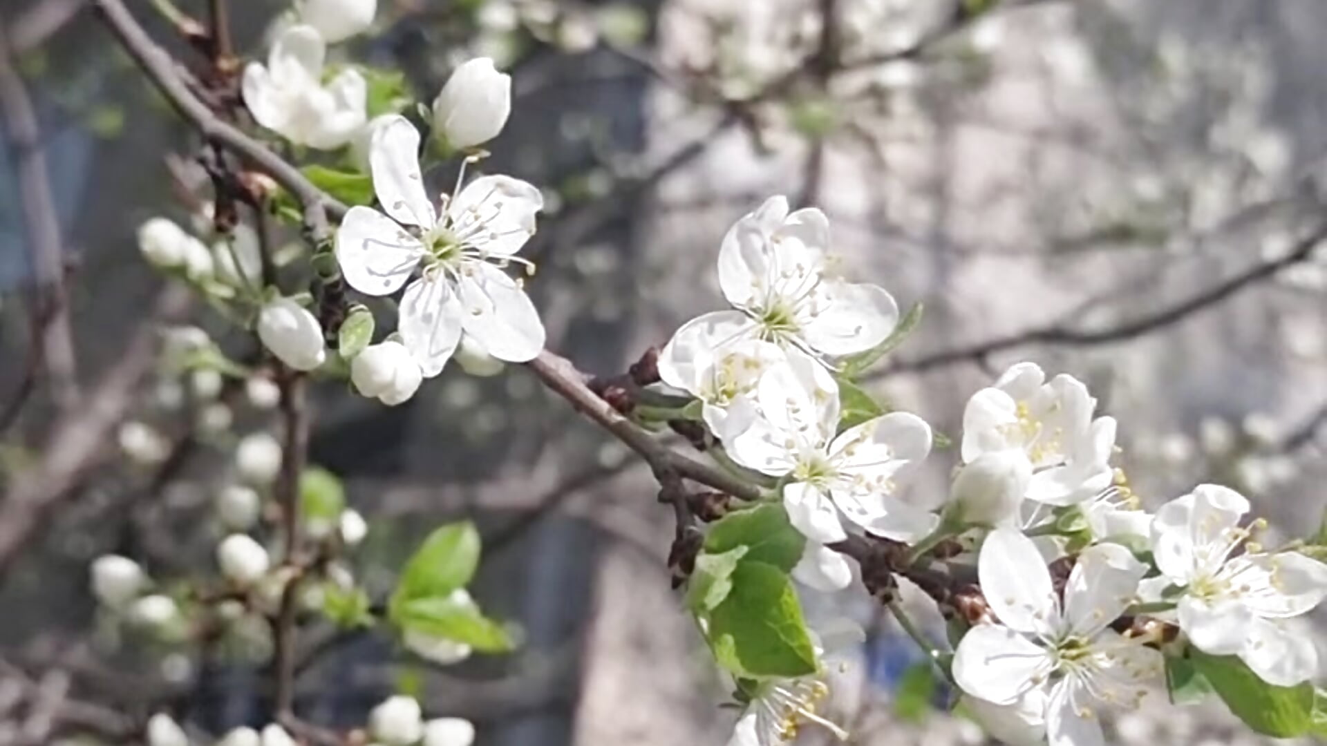 Sunny day - video by LazyTanukii cam model