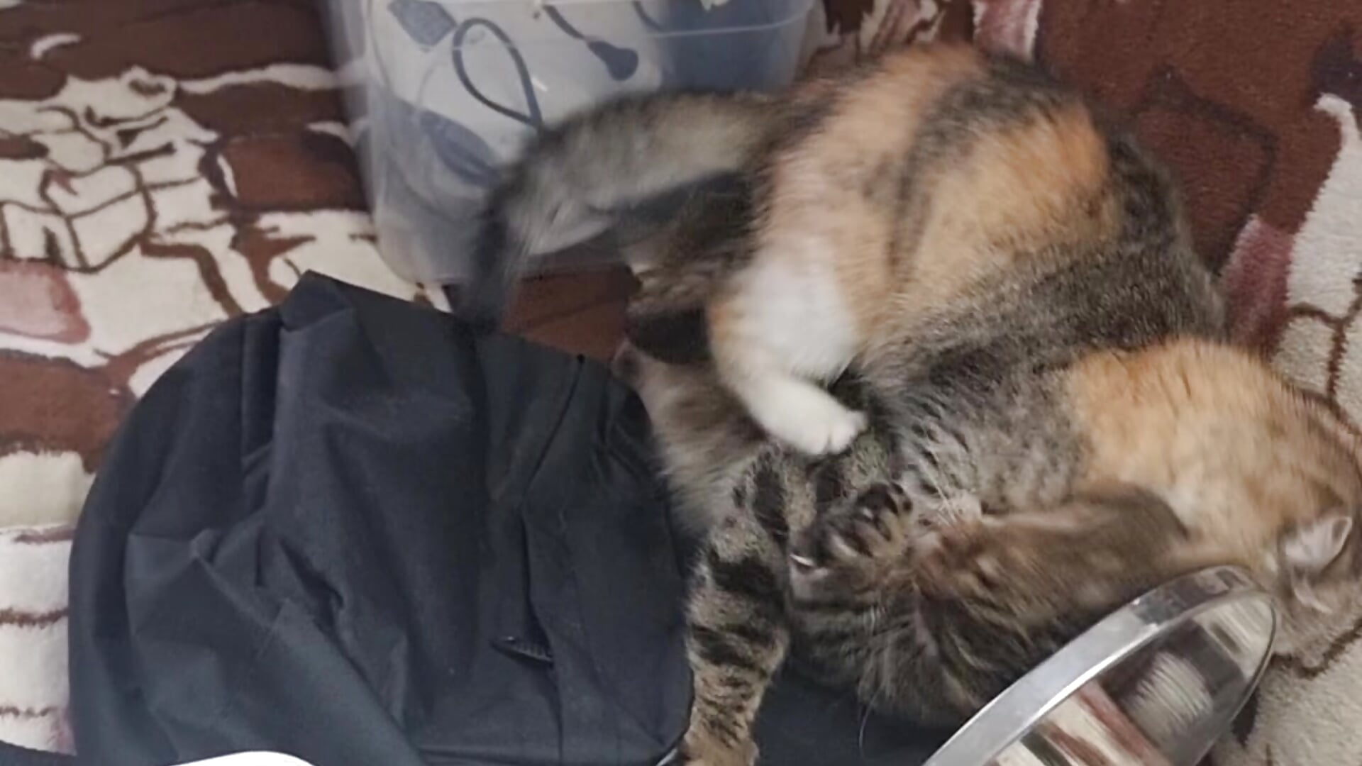 Lucifer and Lilith - video by LazyTanukii cam model