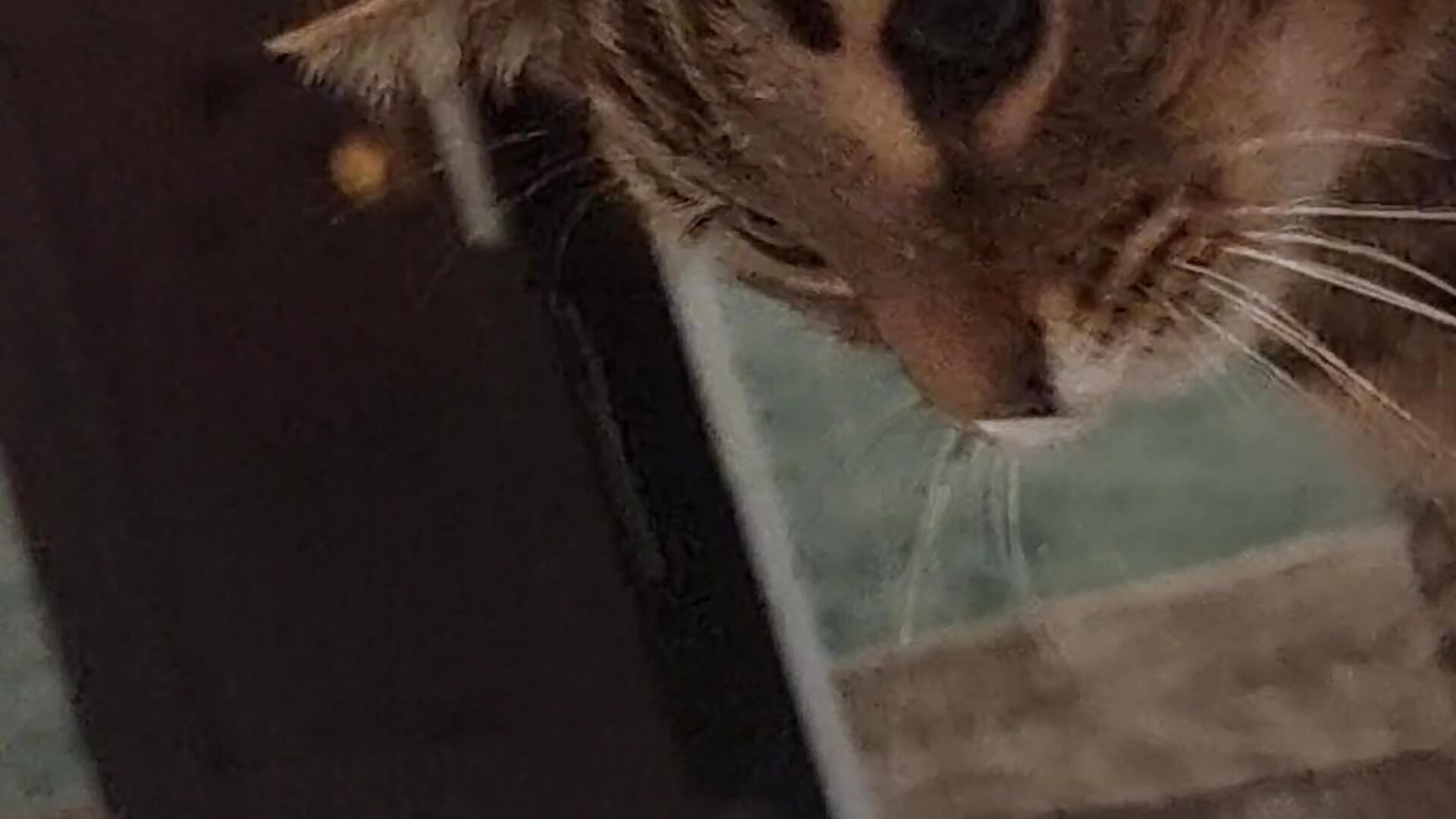 20231118_072128 - video by LazyTanukii cam model