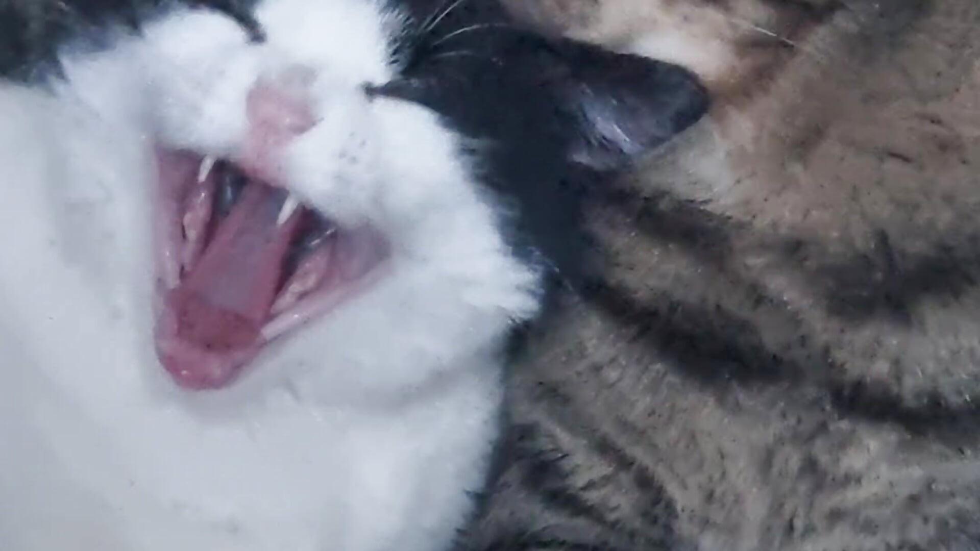 Lucifer and Mazikeen - video by LazyTanukii cam model