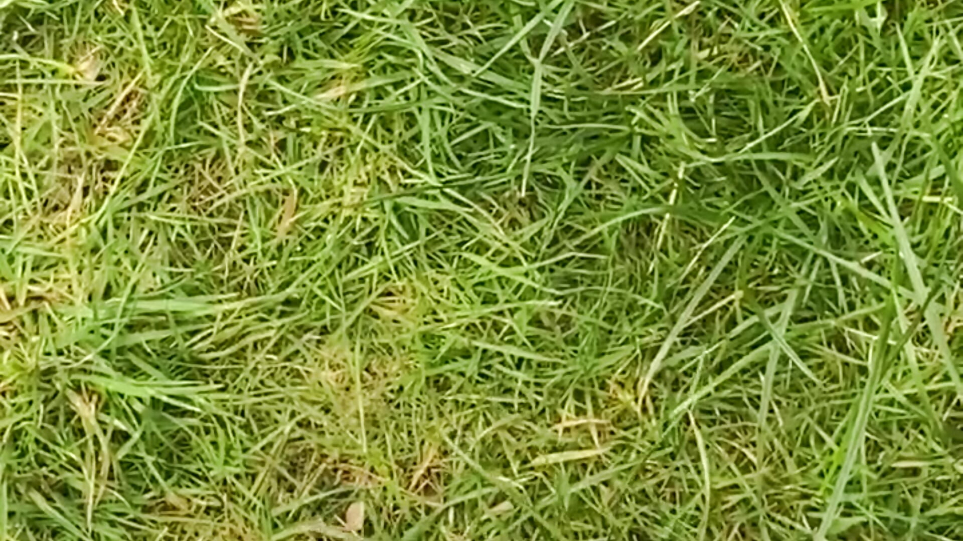 Fresh pedicured toes in the grass