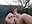 Outside with my domi - video by Canadian_BBW cam model