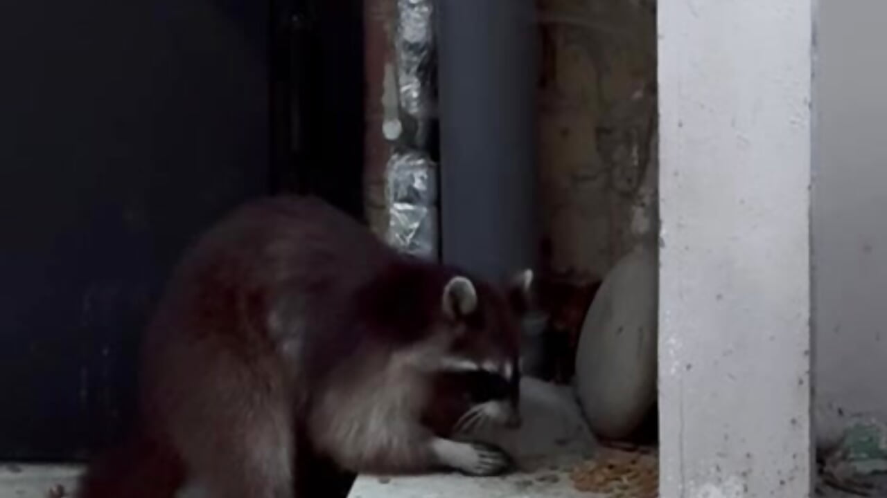 🦝 - video by FancyRoom cam model