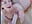 TS POV Blowjob - video by Nova-Lee cam model