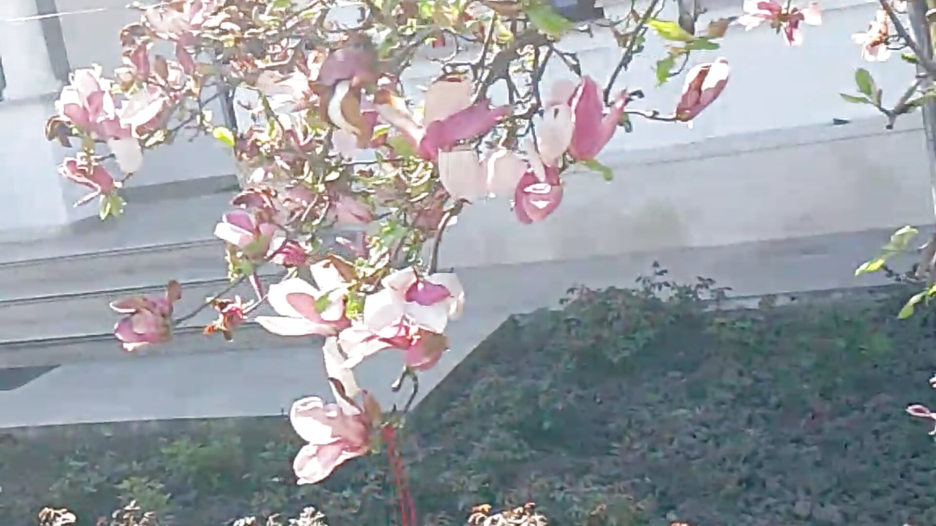 Happy Easter🤗🤗🤗 - video di RebeccaNoble