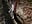 Walk in the woods - Video von MenaDreadfull Cam-Model