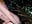 Schildmaid in dark forest - Video von MenaDreadfull Cam-Model