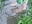 Barefoot in water&green grass - Video von MenaDreadfull Cam-Model