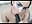 Sexy messy and very hot blowjob - CelestteSweett 的XXX视频