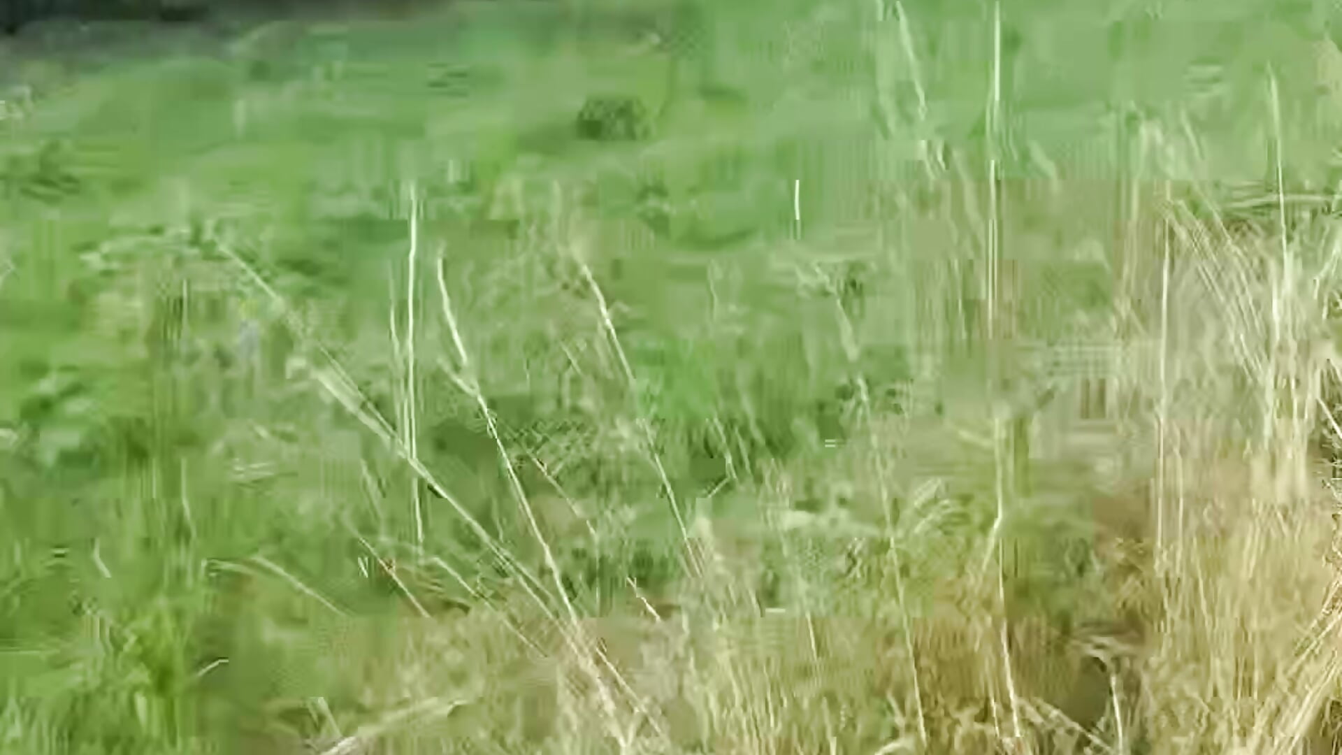 Flashing my boobs on countryside walk!