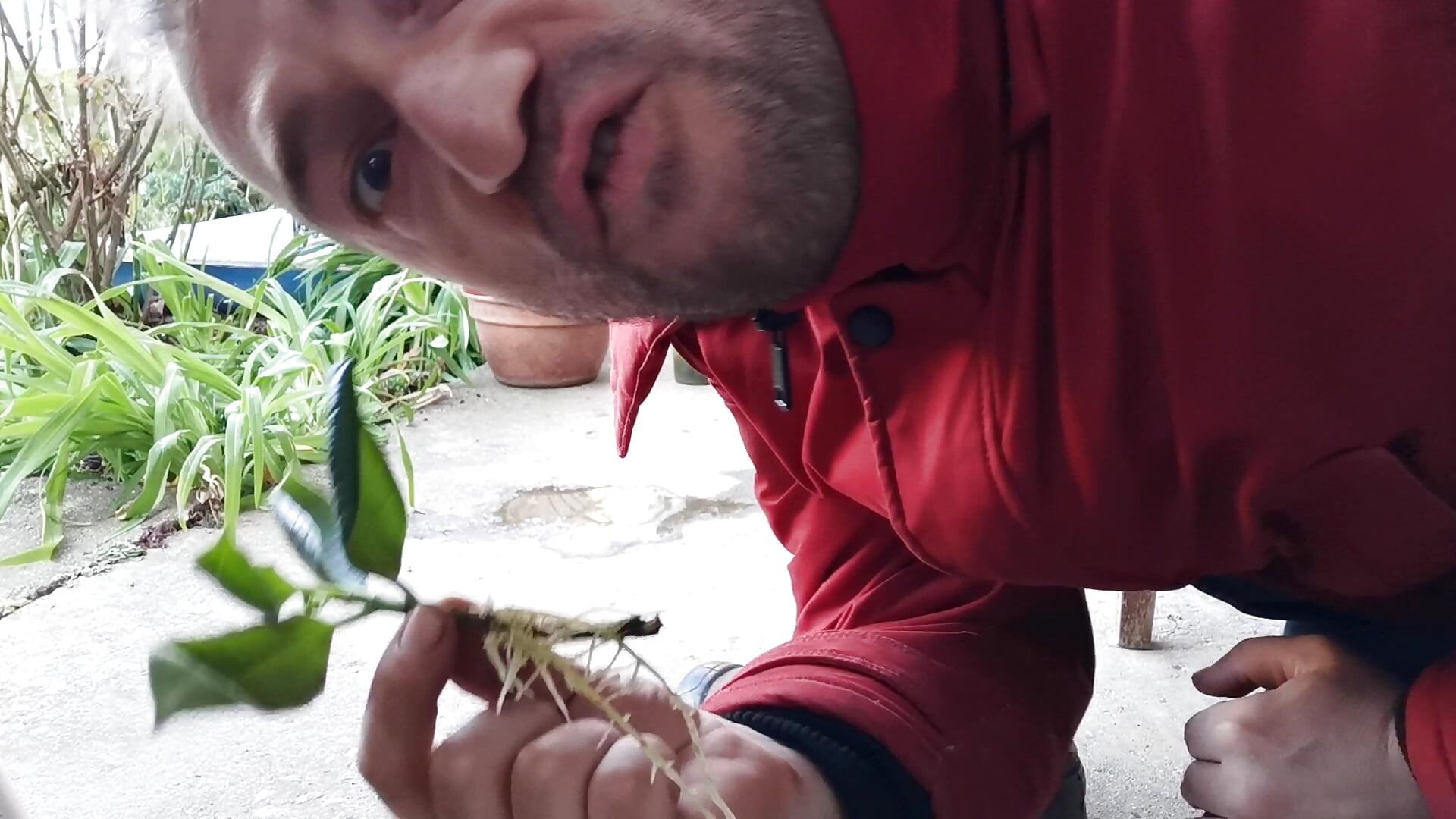 Fucking Beautiful Fucus Cutting - video by theSmallest-dick cam model