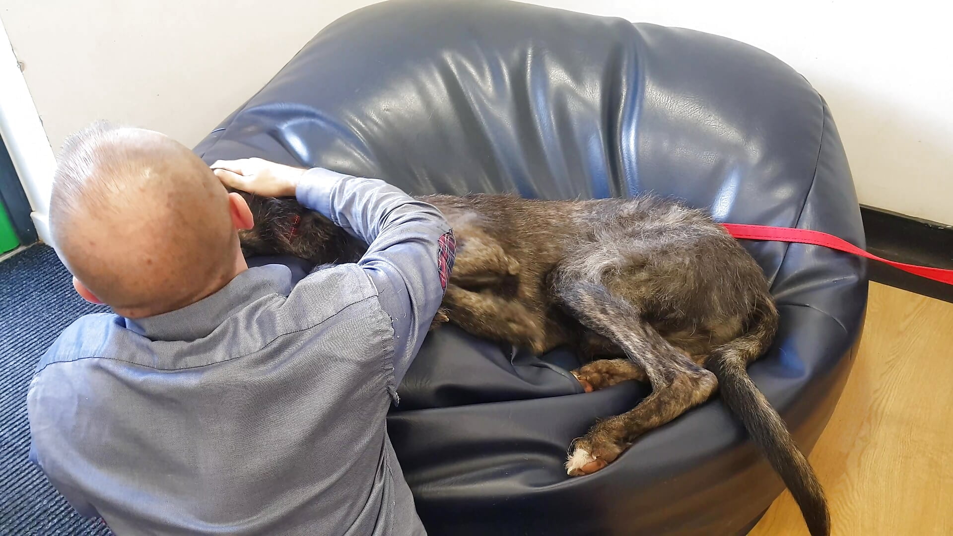 Jinja relaxing and petting me too - video by theSmallest-dick cam model