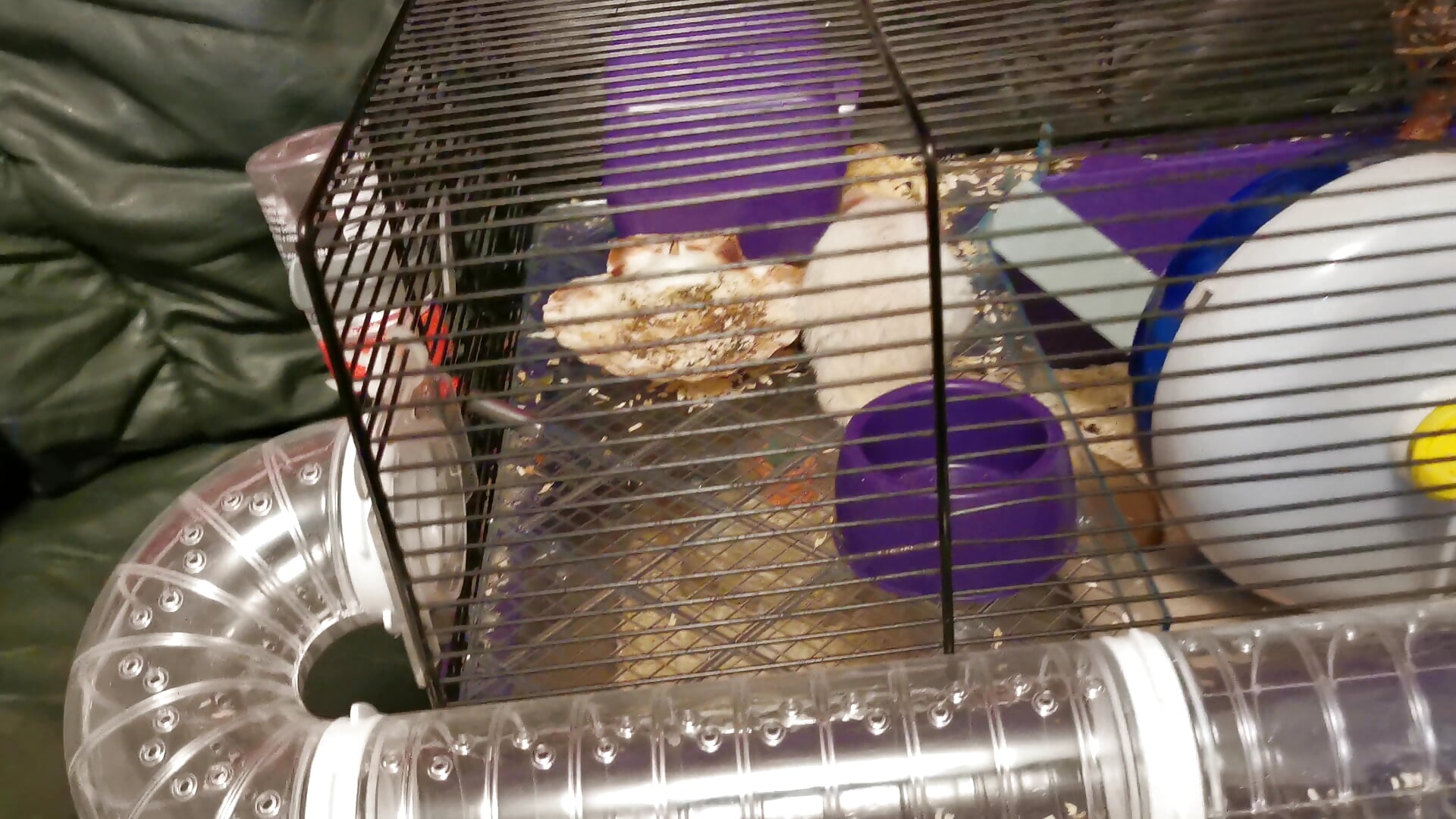 Trying to get to sleep and looking after pets Пытаюсь заснуть и присматривать за домашними животными - video by theSmallest-dick cam model