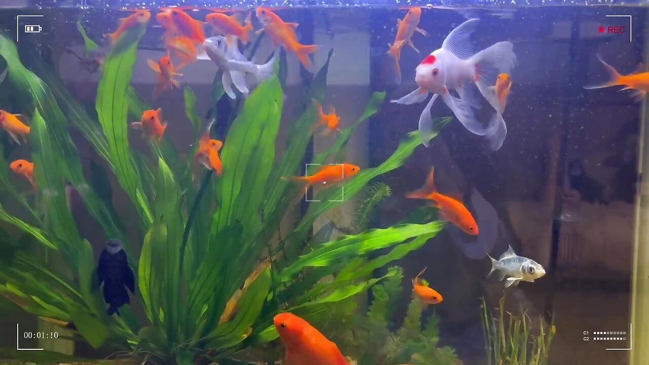 鱼缸 – video af Luna520 cam-model