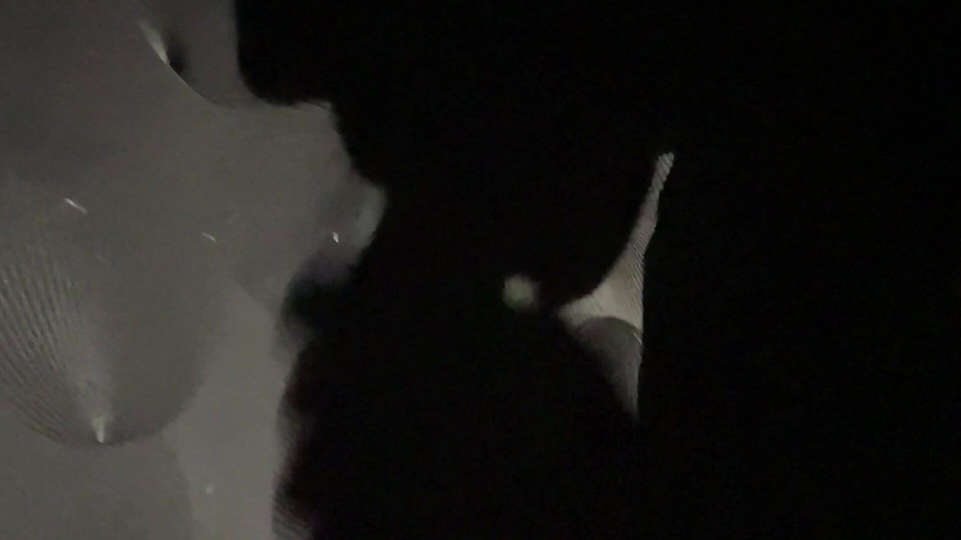 Shadow