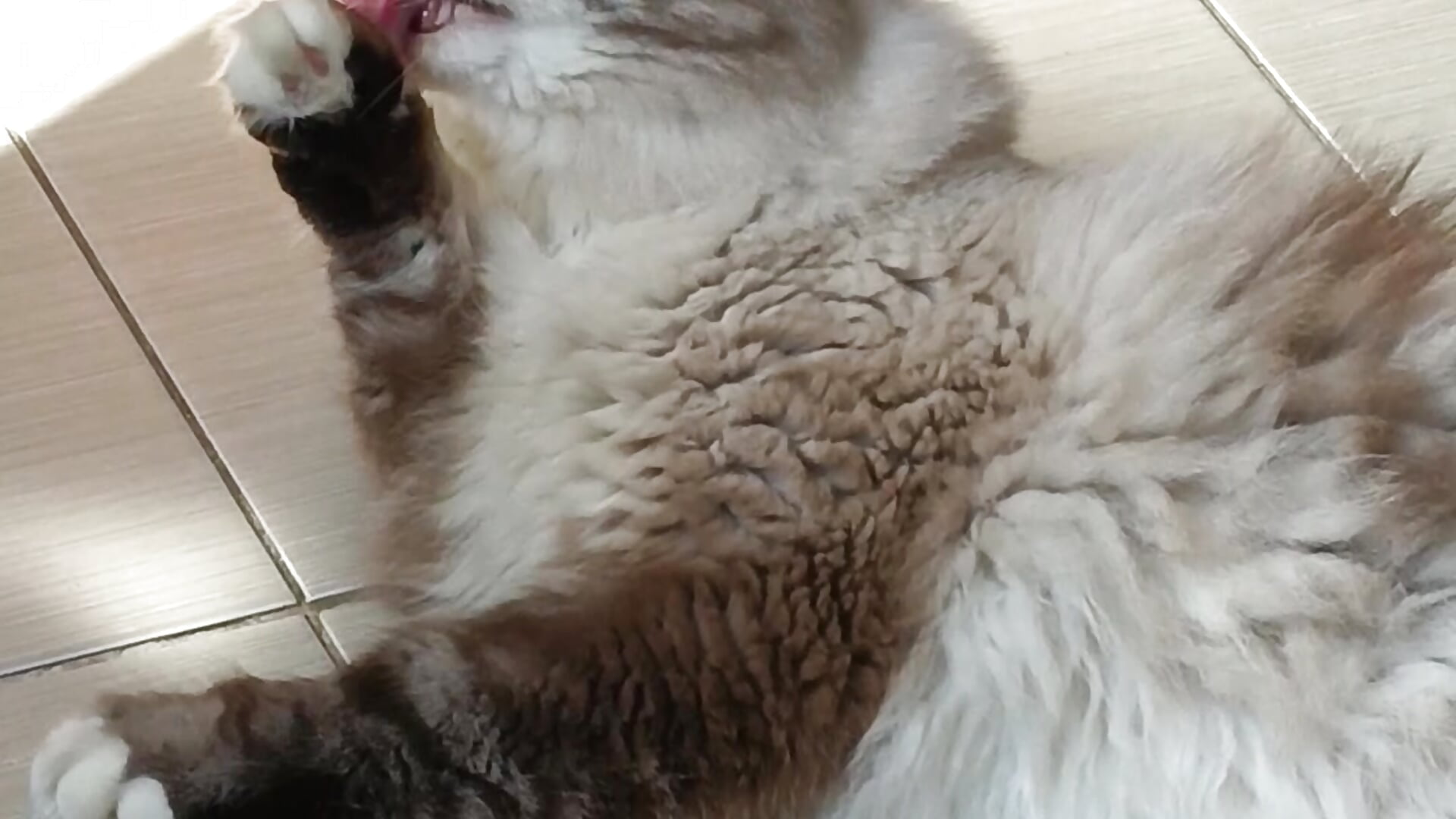 my cat