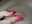 Nips close up | CLOSE UP - video by -veranito- cam model