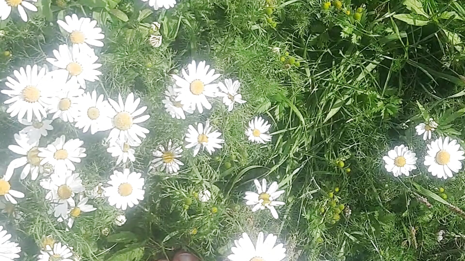 My daisies