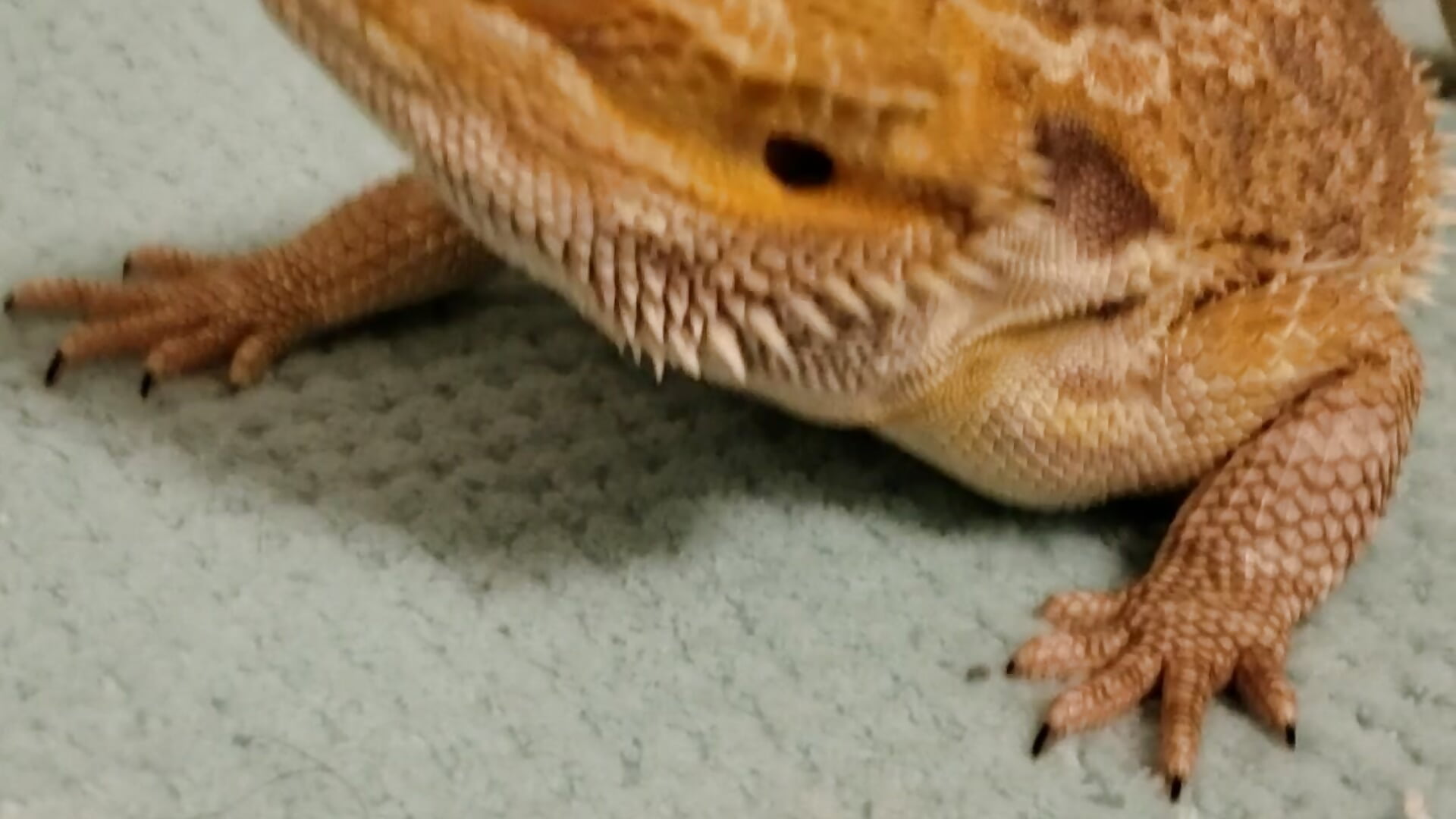 Meet Bowzer! – video af OrangeHello