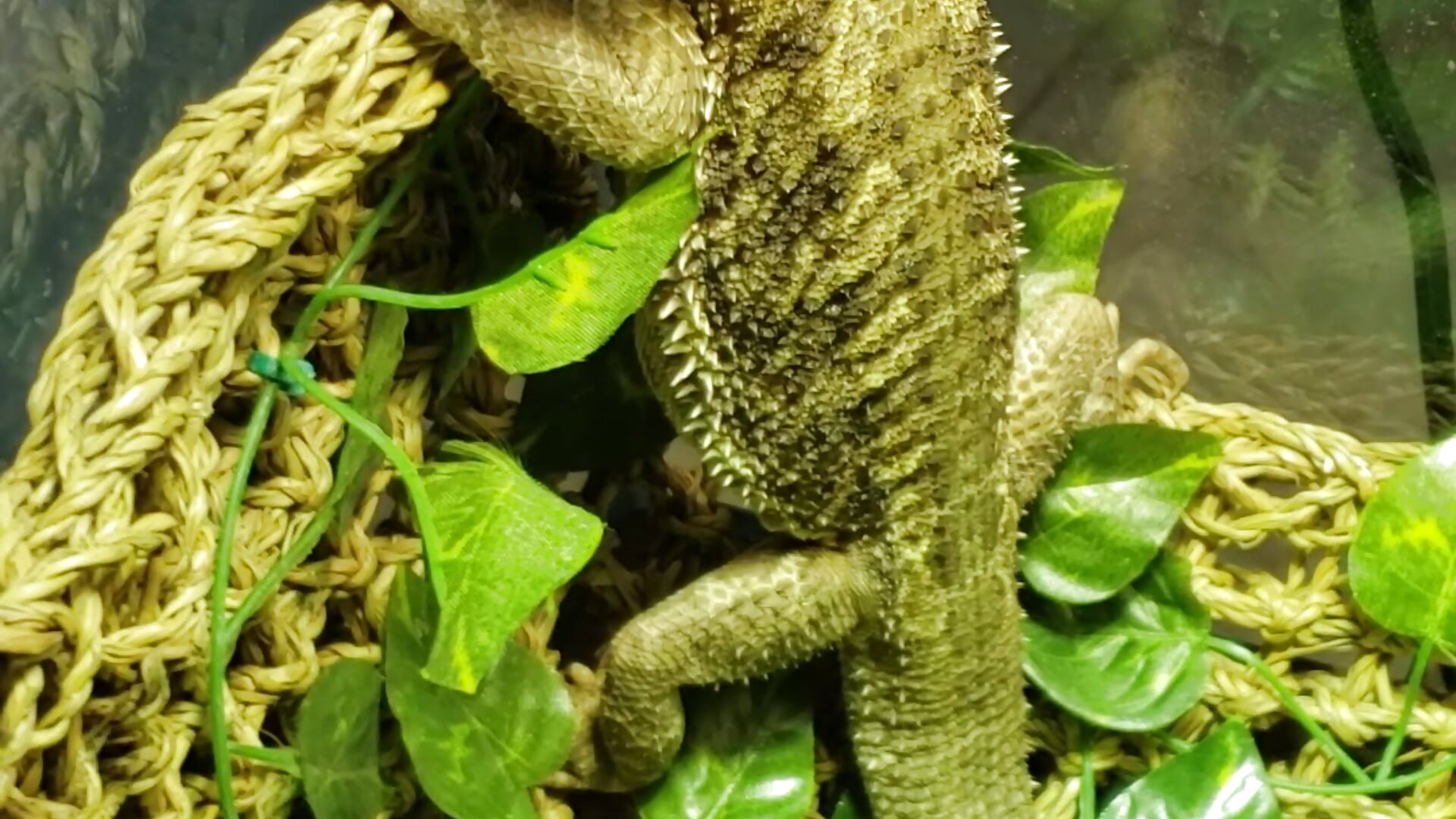 Bowser has a new toy!!! – video af OrangeHello
