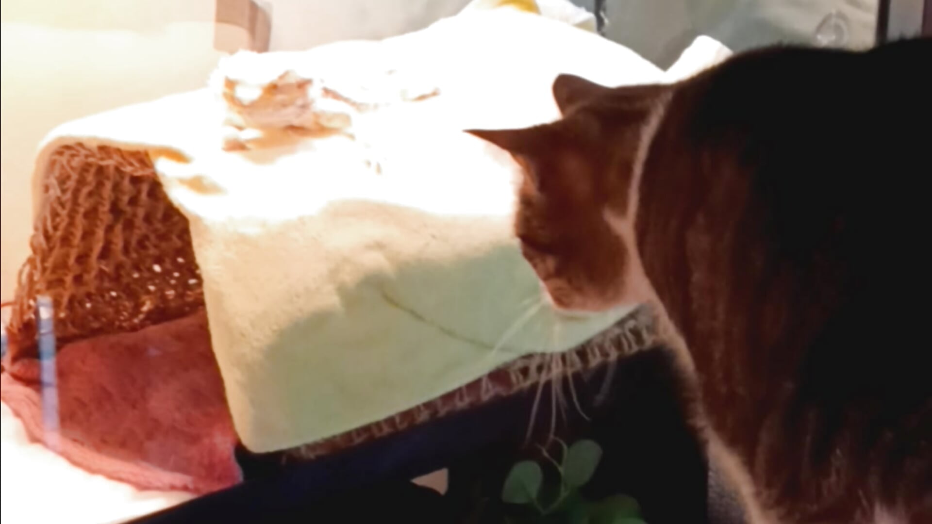 Scotch trying to pet Bowser. – video af OrangeHello