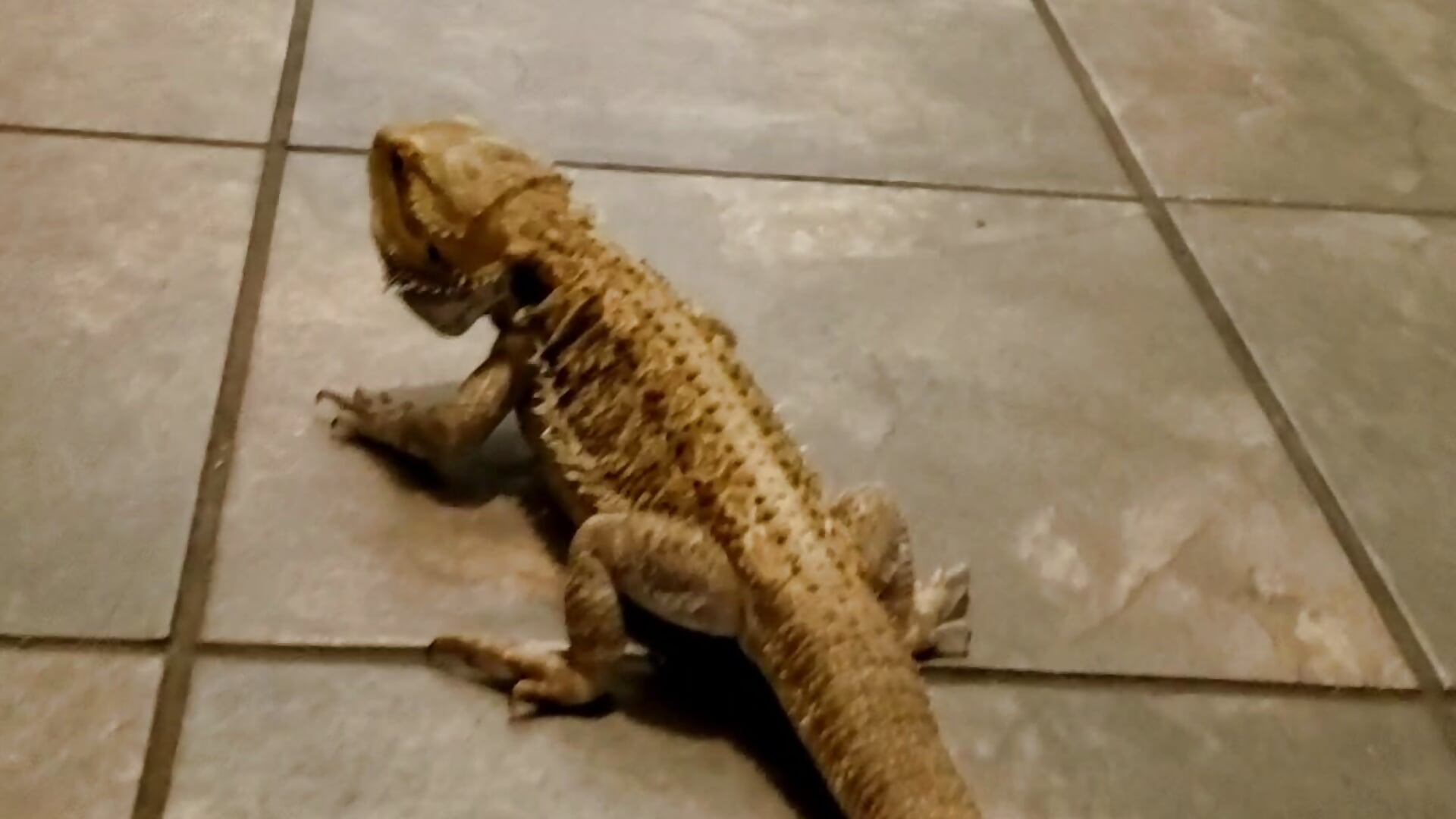 Boom!!! Lol, Bowser! – video af OrangeHello