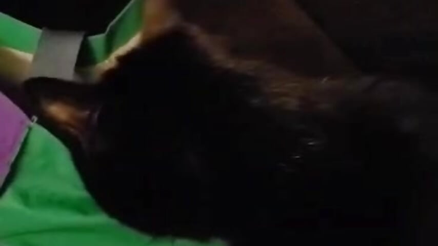 Dammit, Kat! Get outta there!!! – video af OrangeHello