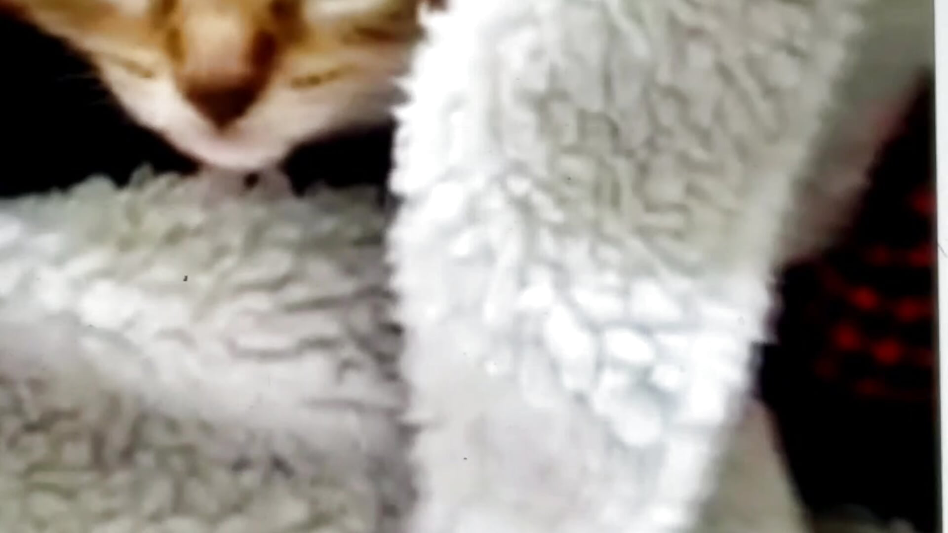 Ellie – video af OrangeHello