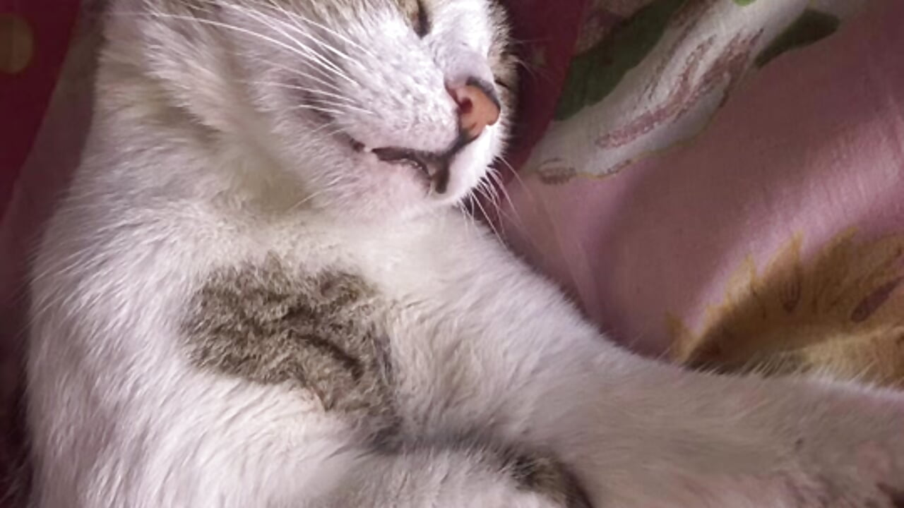 Putyflow - video av Little_Lisy cam model