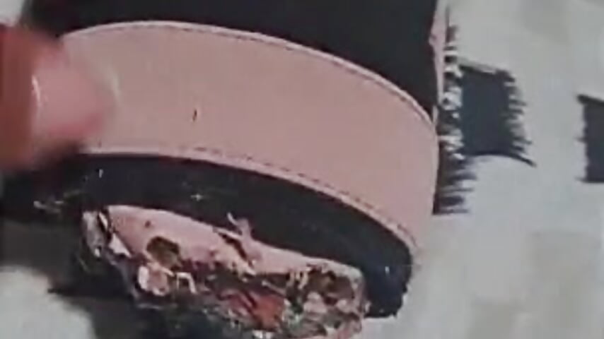 pranks of my dog - video by gatuwildhott cam model