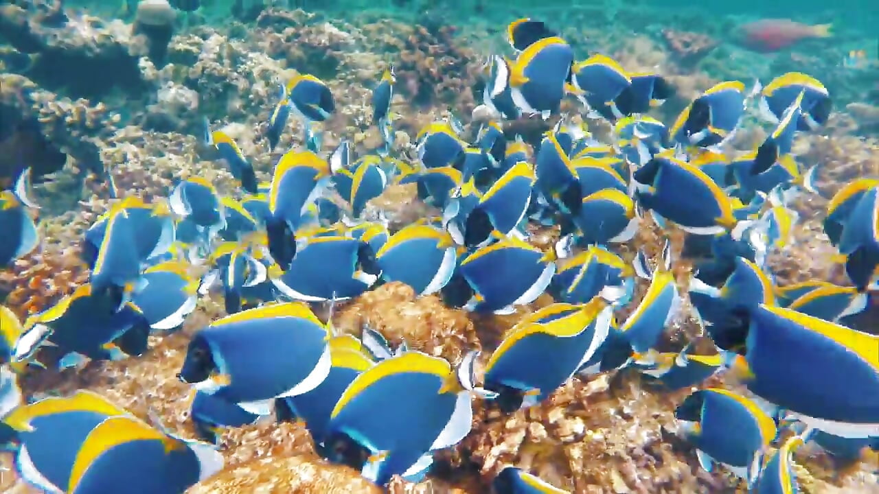 my dream - video di LeilaSaint modella di cam