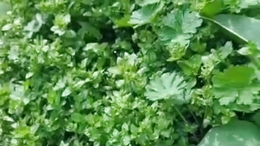 spring is here - video by Baby-Matilda cam model