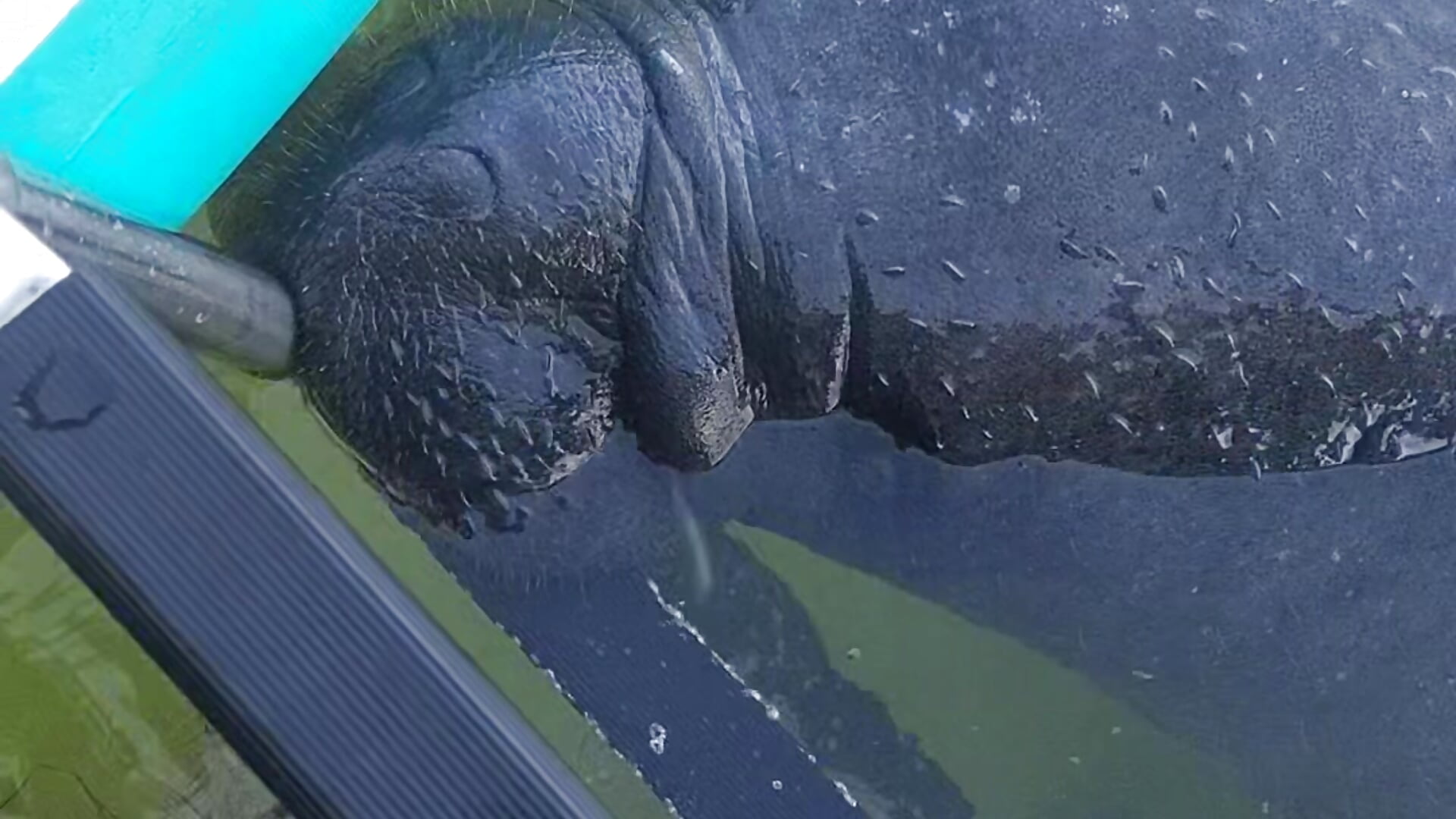 My life be like in florida - video by CharletteWebb cam model