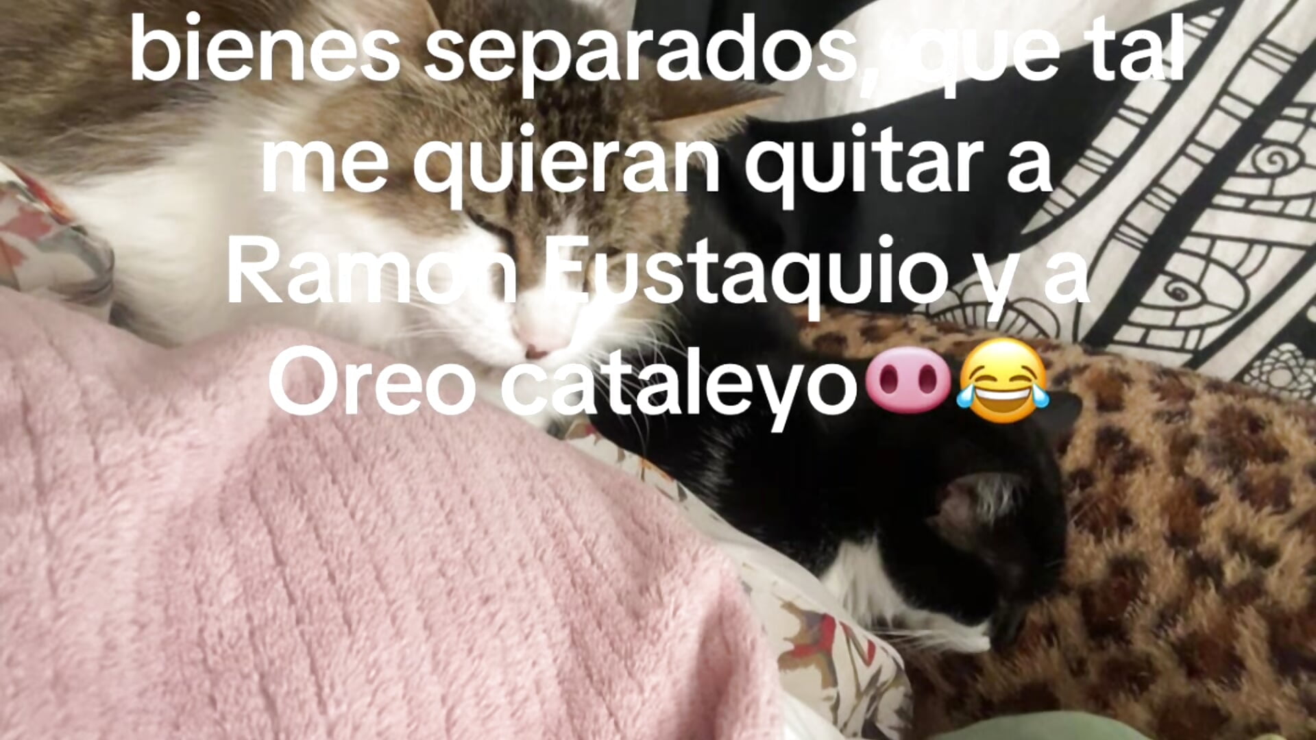 😂😬😹