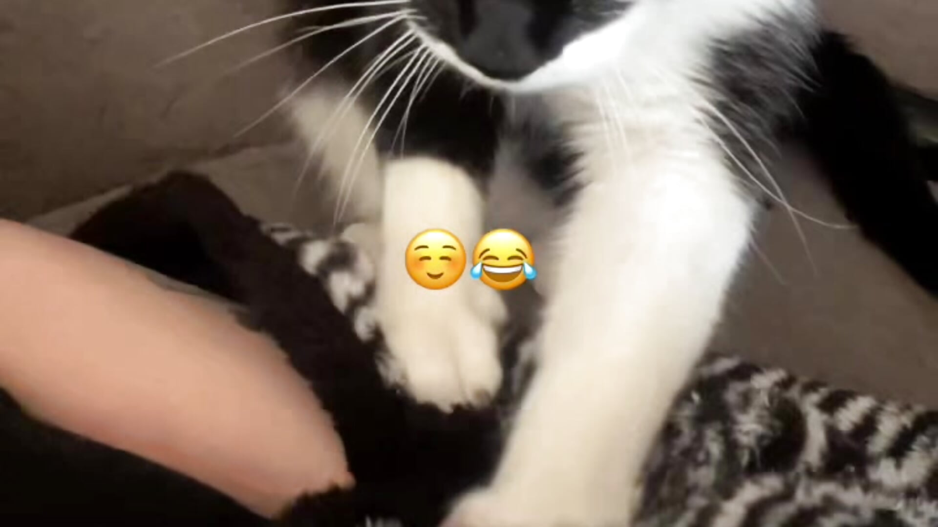 🐈‍⬛💋💖 - відео від вебкаммоделі Boonny_Boo-